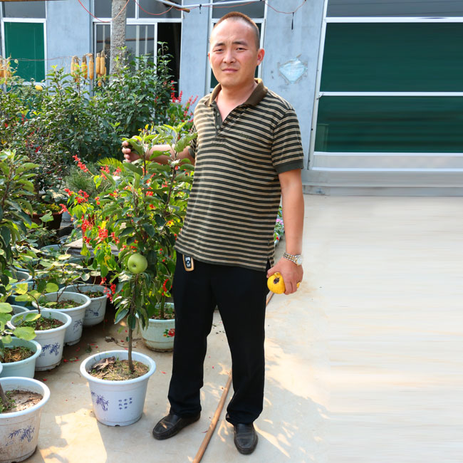 柱狀蘋(píng)果
