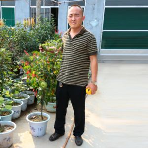 柱狀蘋(píng)果